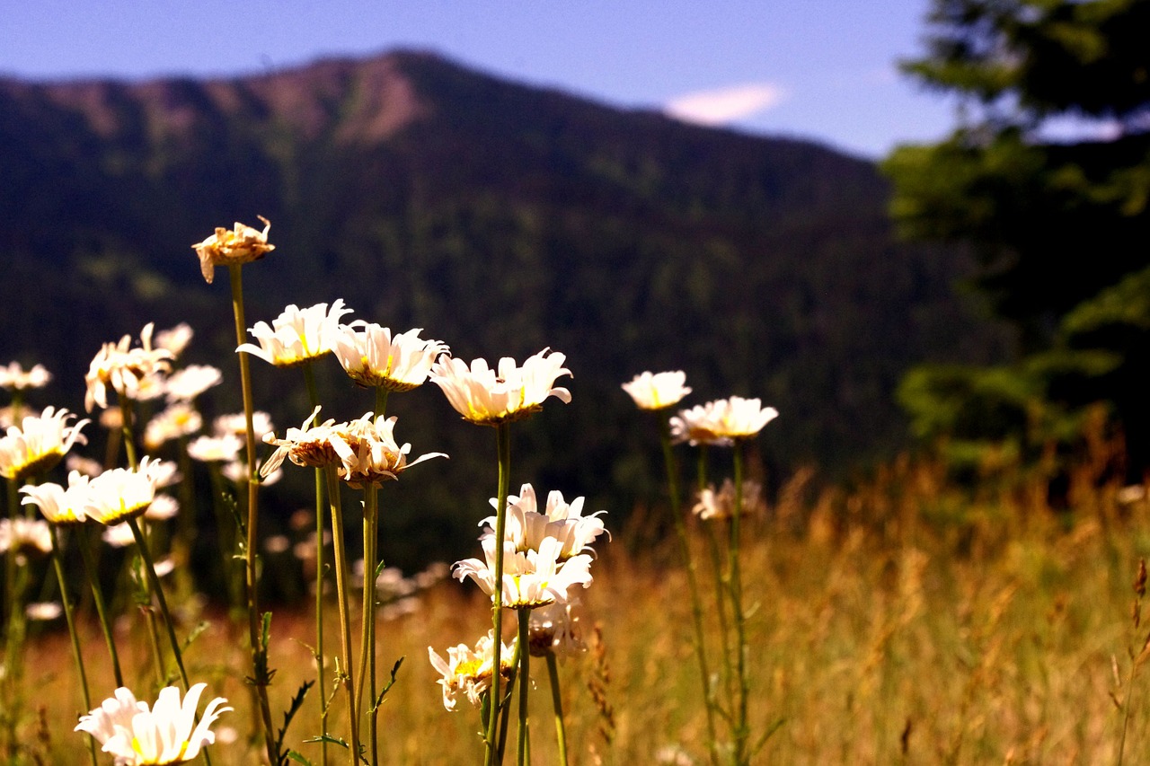 wild flowers mountain daisies free photo
