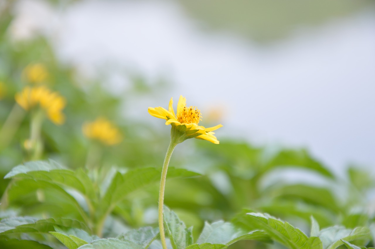 wild flowers qingxinziran yellow wildflowers free photo