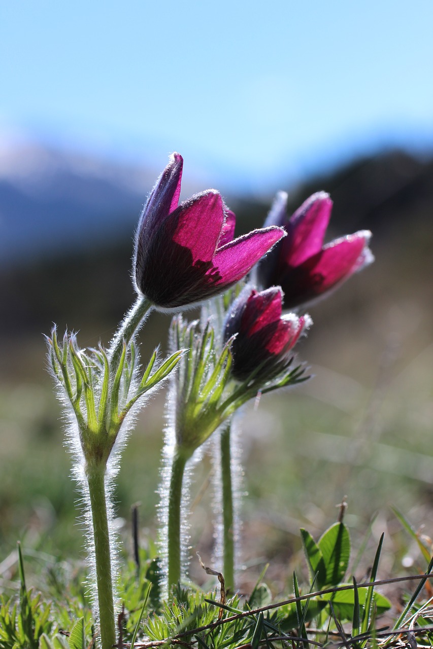 wild flowers mountain anemone free photo