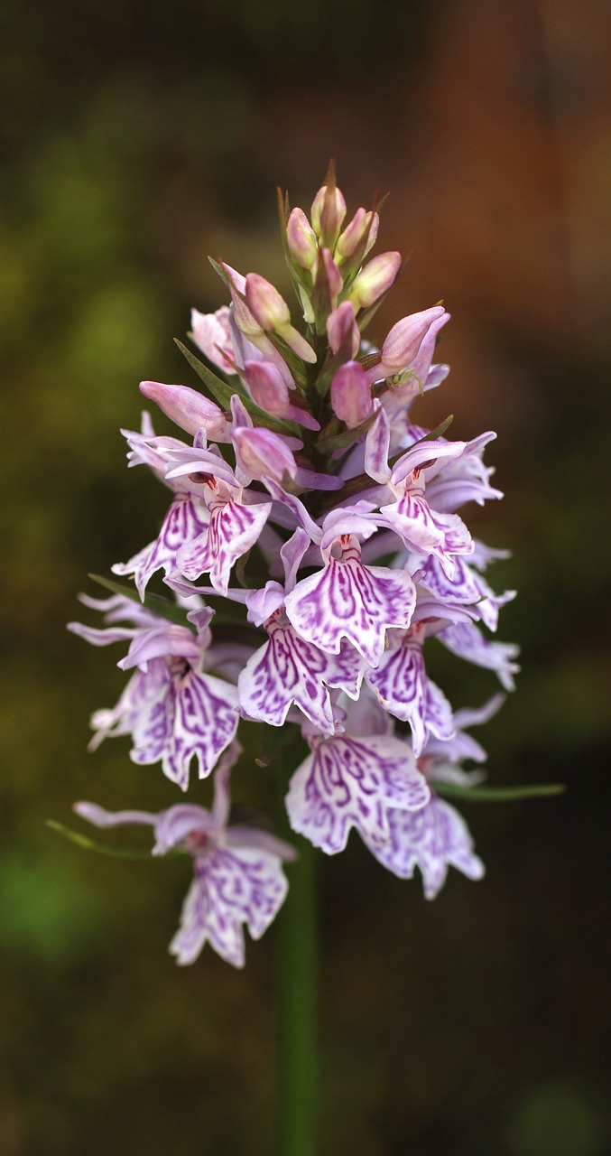 wild flowers orchids pink free photo