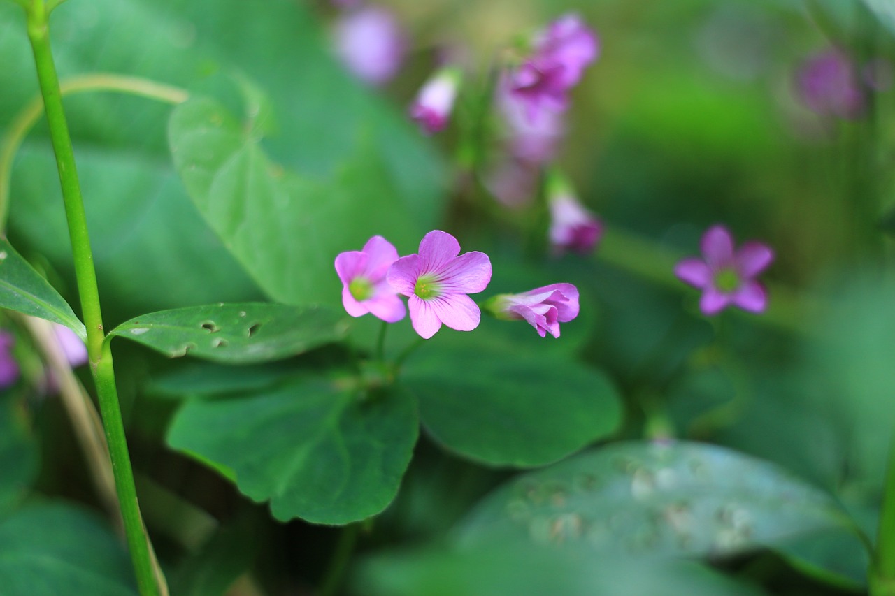 wild flowers grass fresh free photo