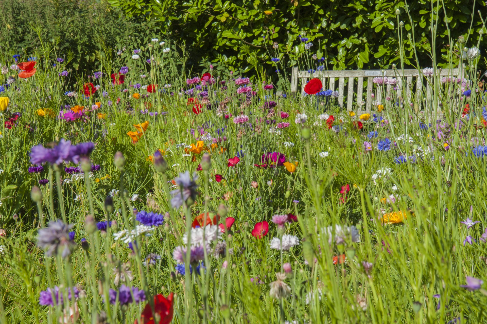 flowers flower wild free photo