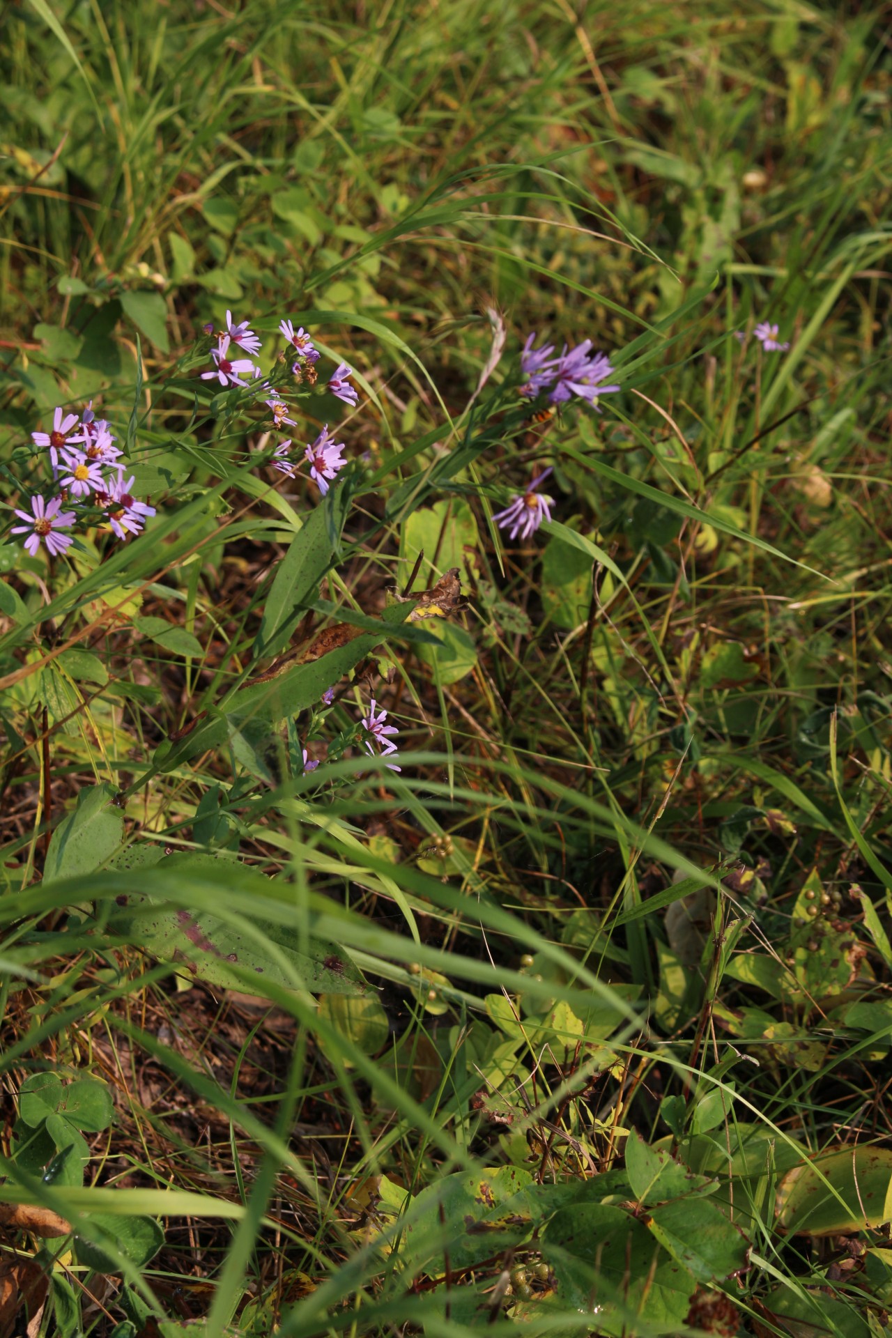 wild flowers purple free photo