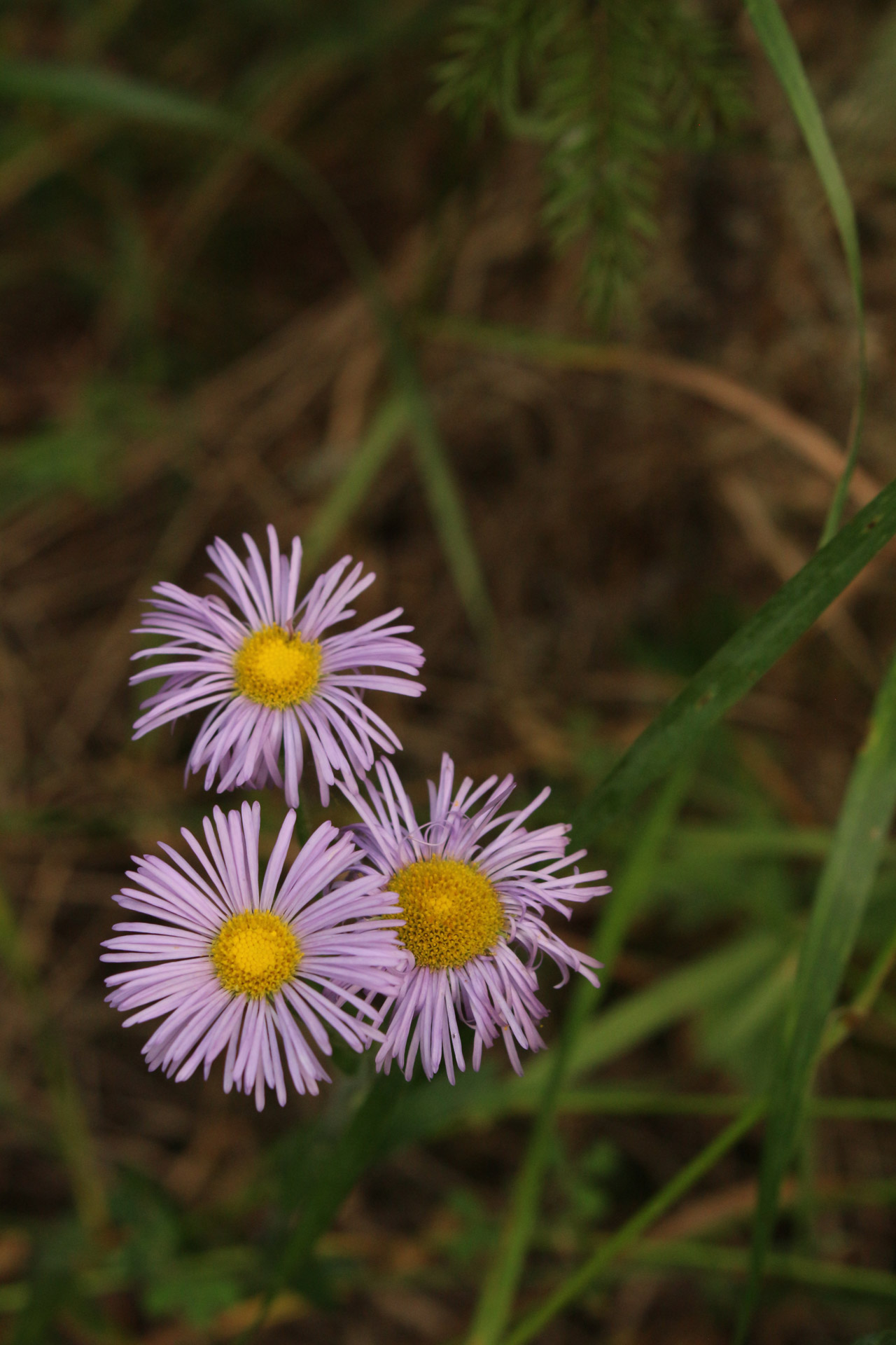 wild flowers purple free photo