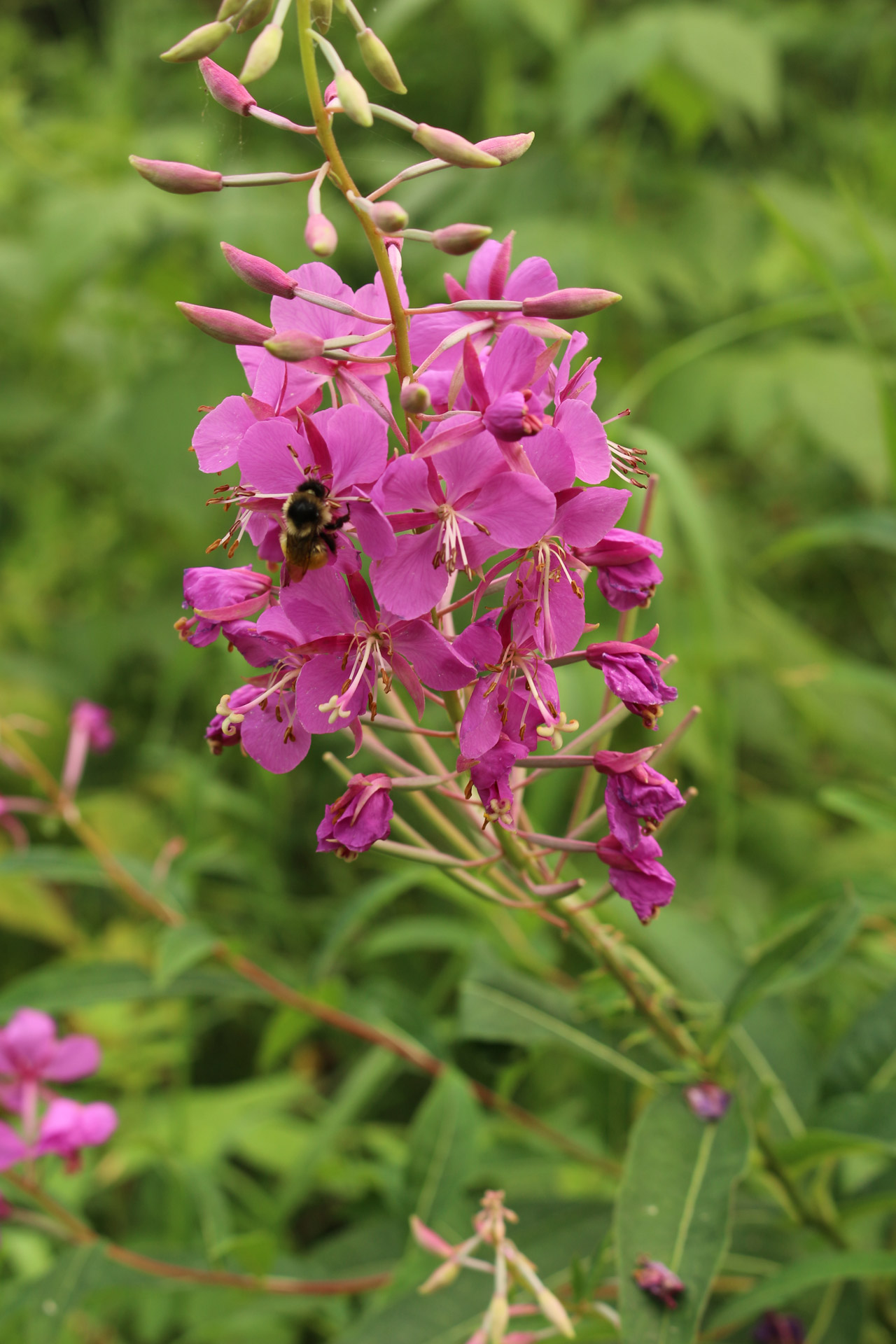 wild flowers purple free photo