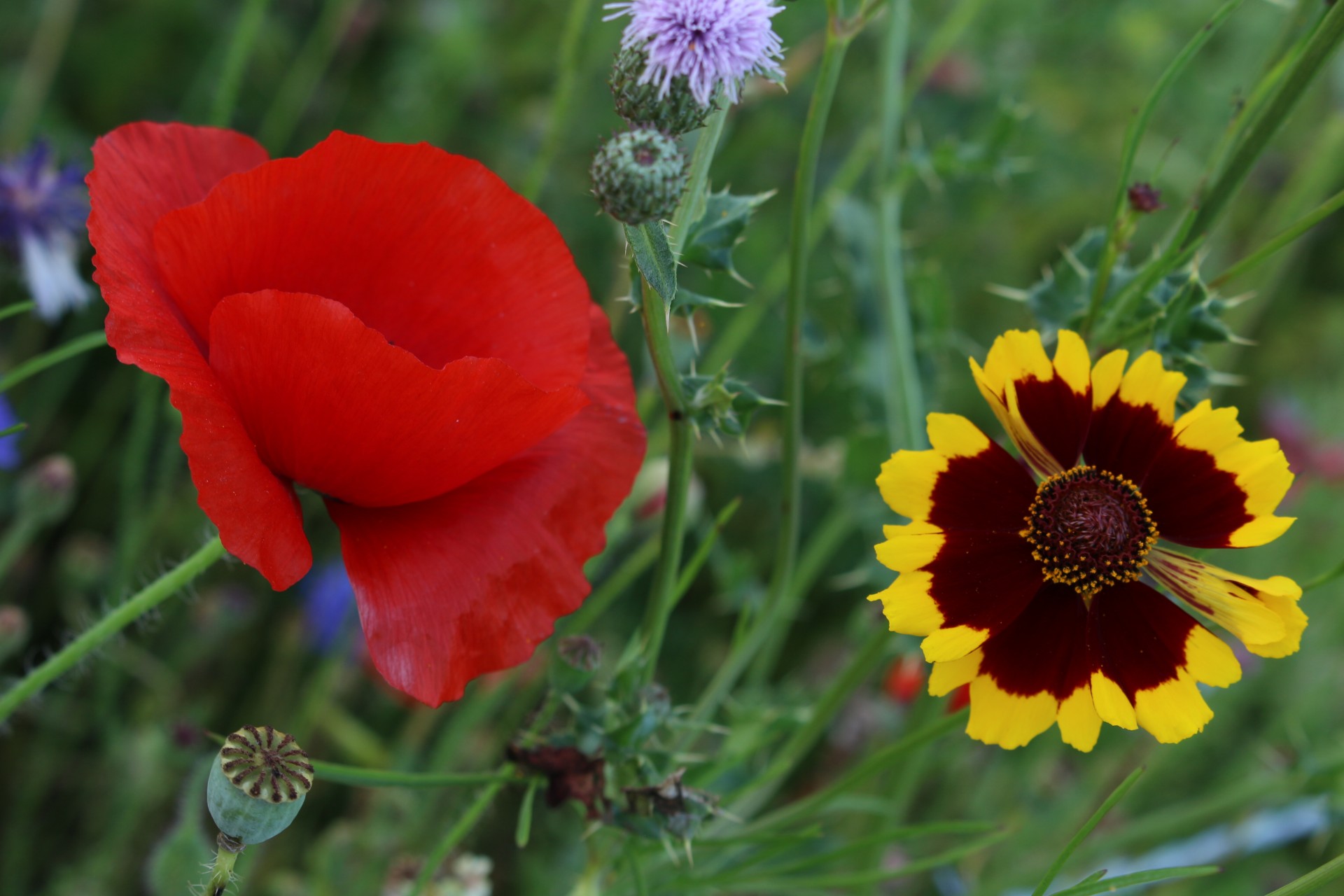 wild flowers red free photo