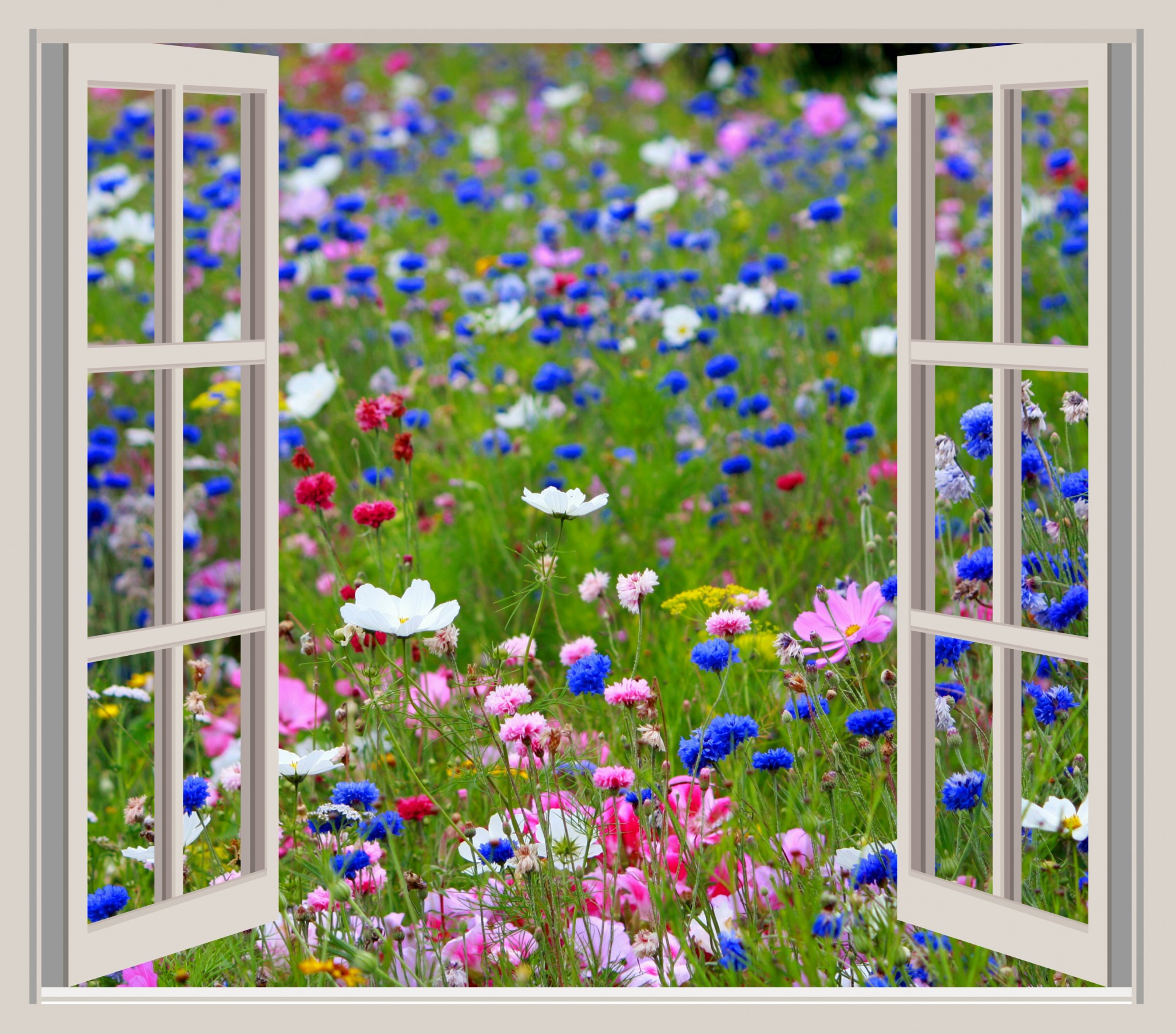 flowers wild flowers window free photo