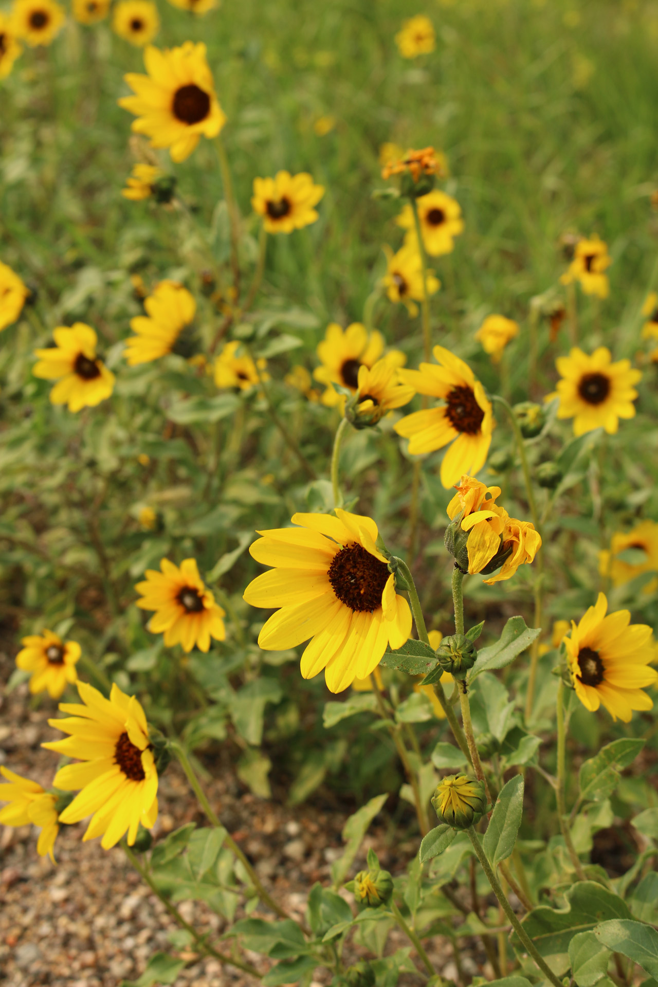 wild flowers yellow free photo