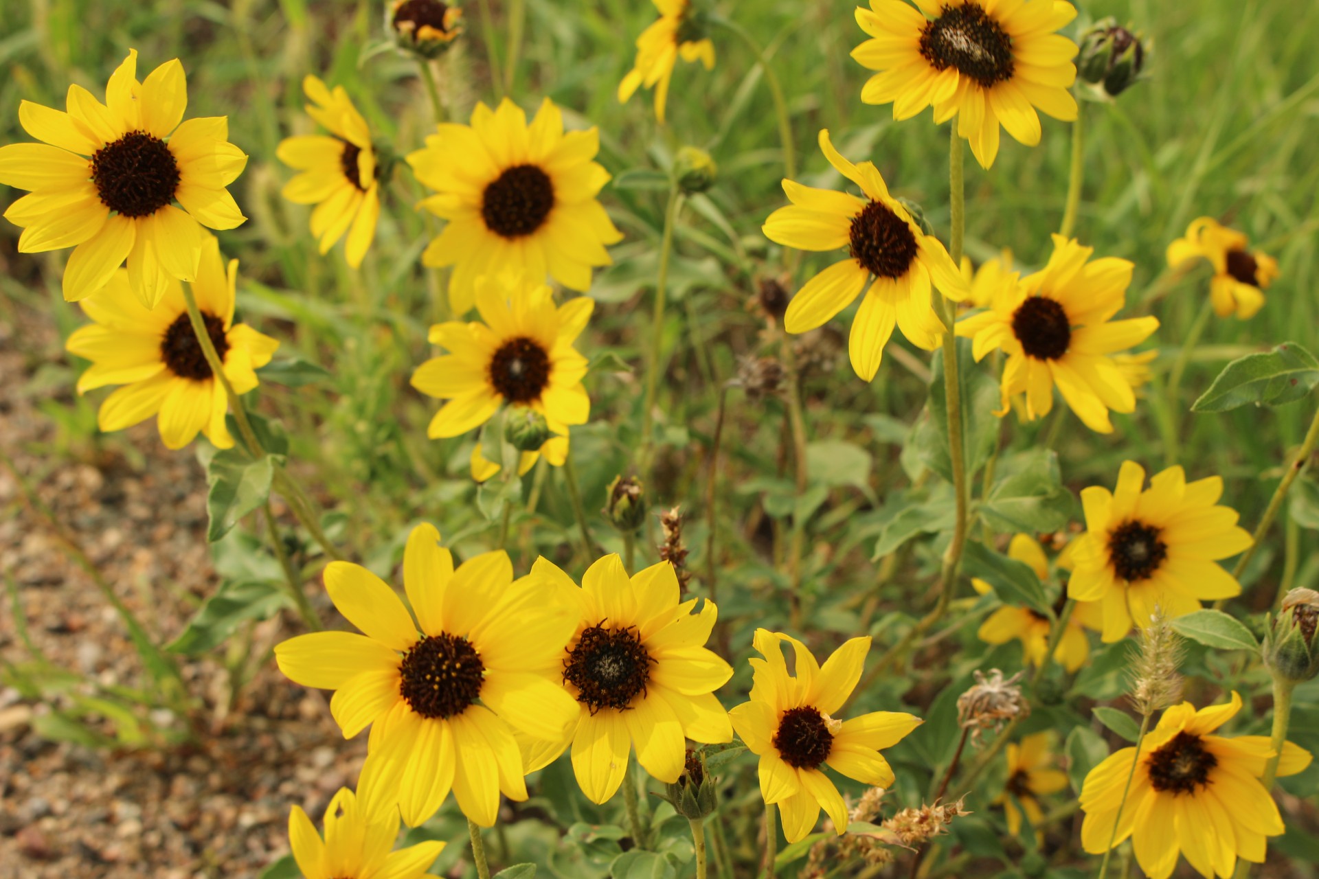 wild flowers yellow free photo