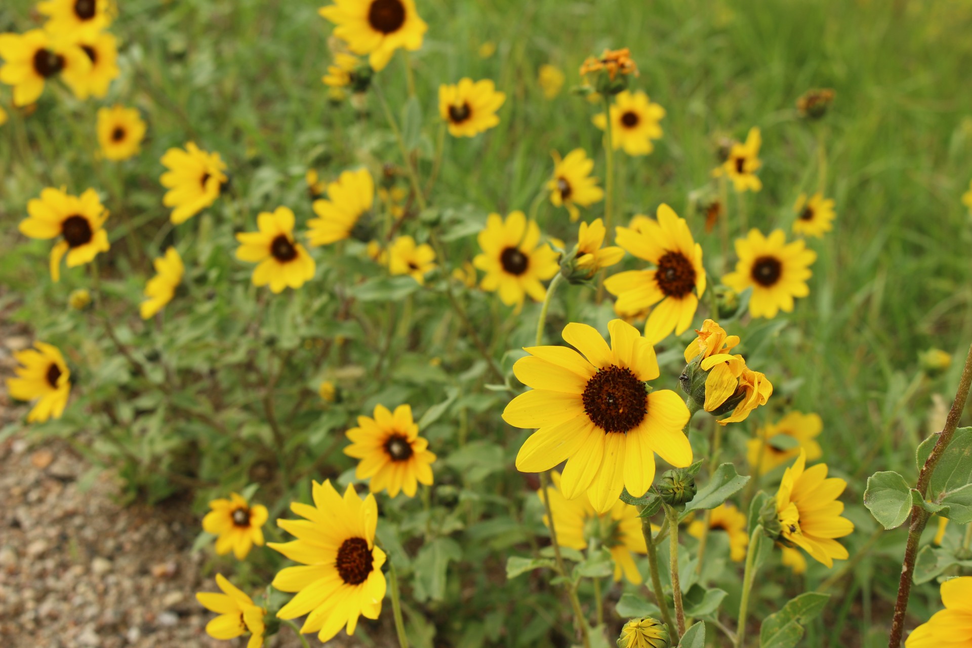 wild flowers yellow free photo