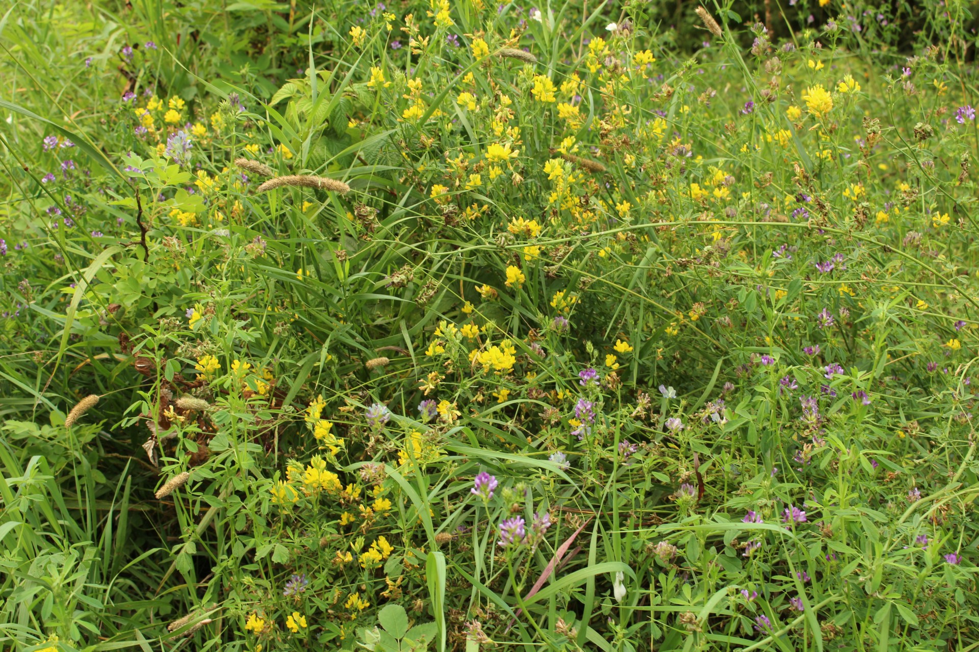 wild flowers yellow free photo