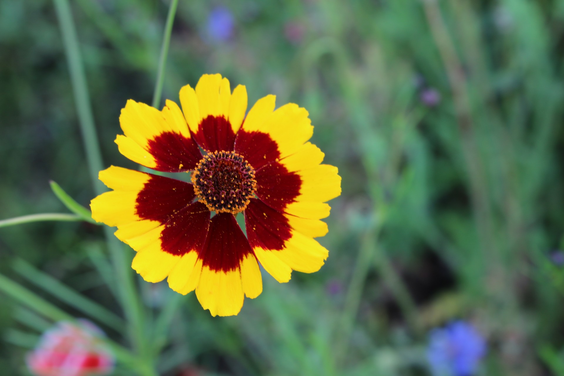 wild flowers yellow free photo