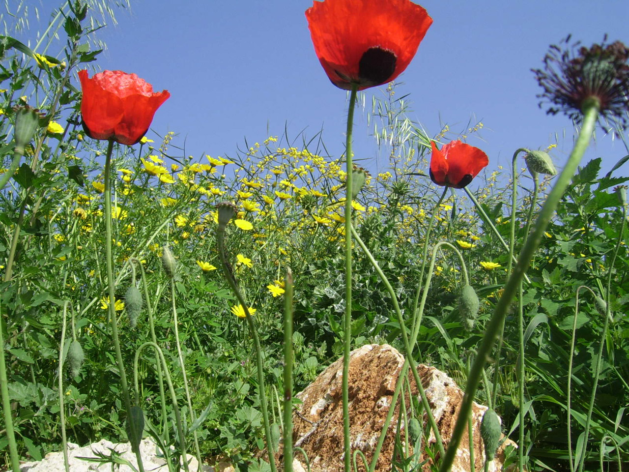 wild flowers nature free photo