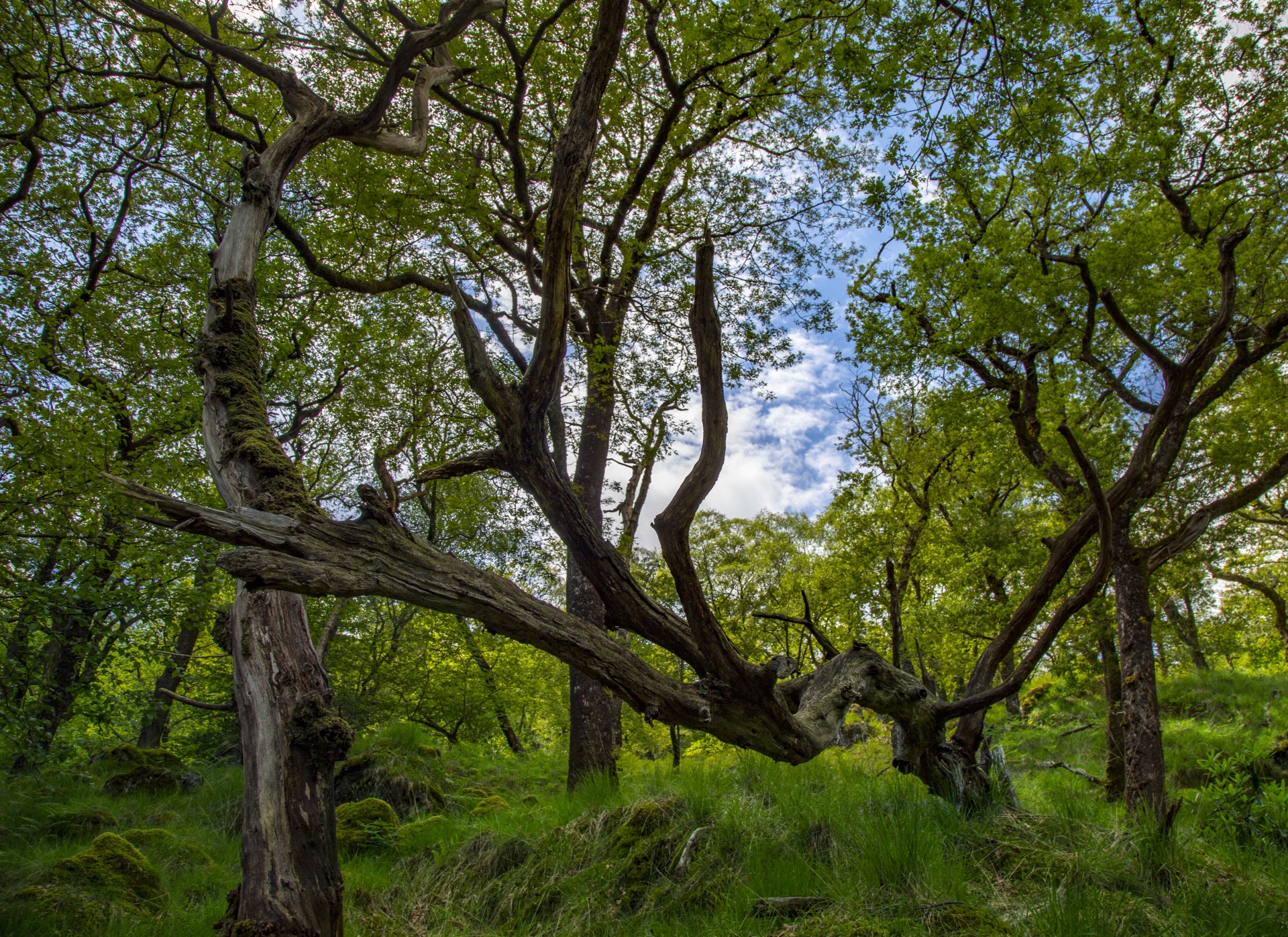 forest tree pathway free photo