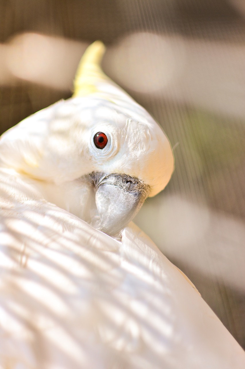 wild fowl  white feather  bird kratua free photo