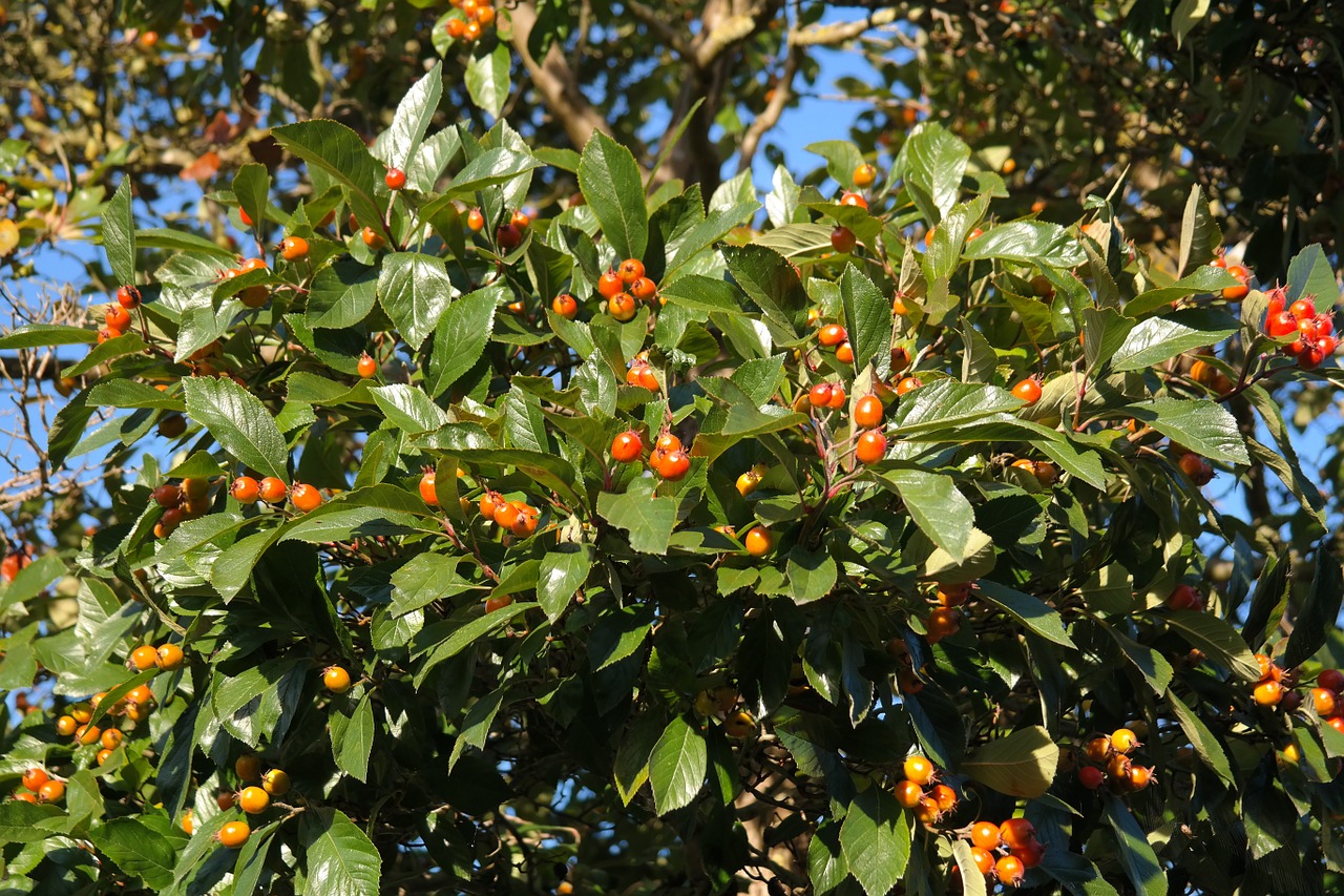 wild fruit berries tree free photo