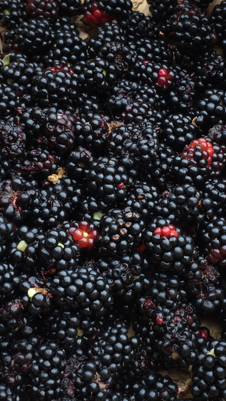 wild fruit fruit blackberry free photo