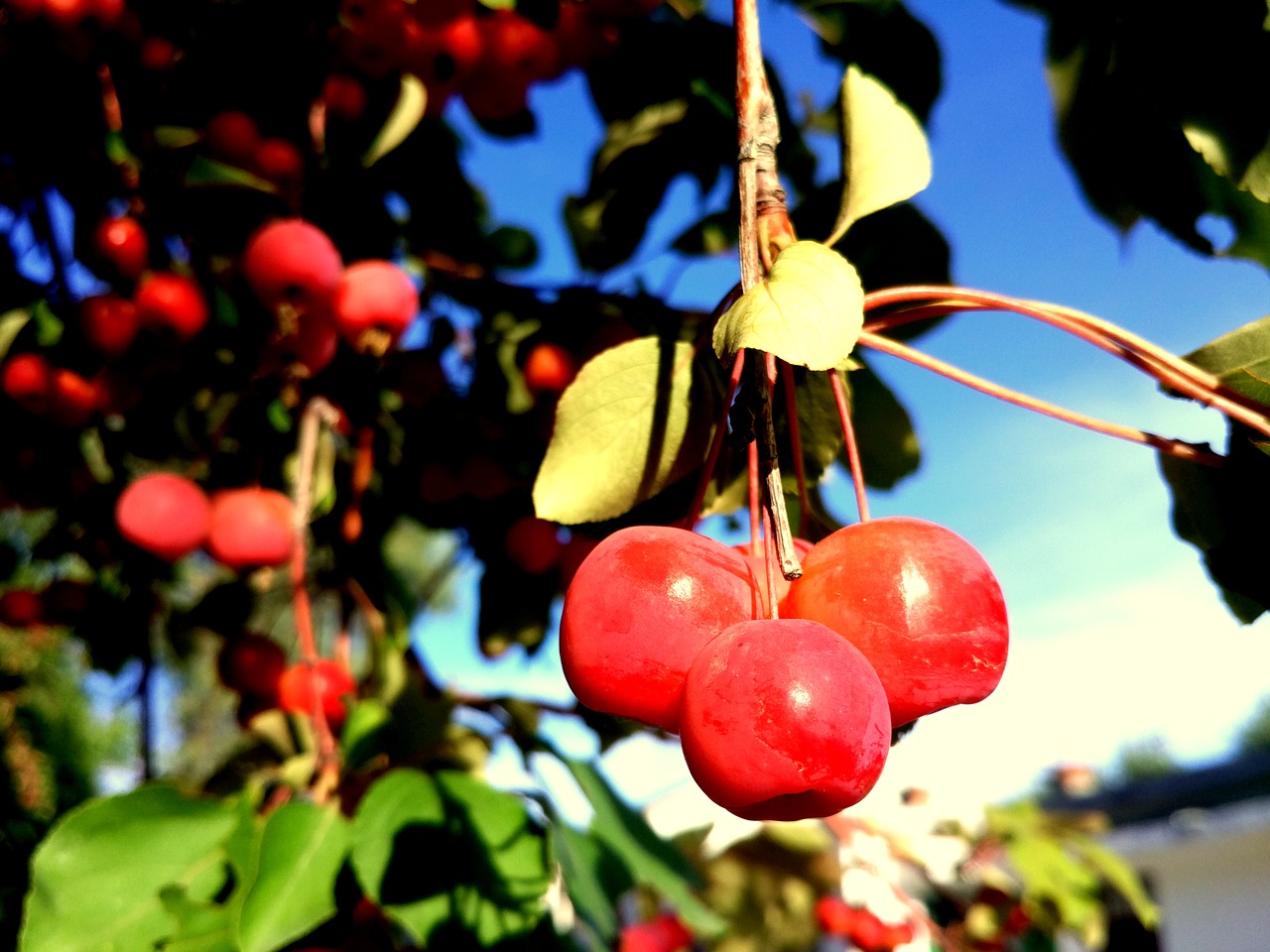 wild fruits tree autumn free photo