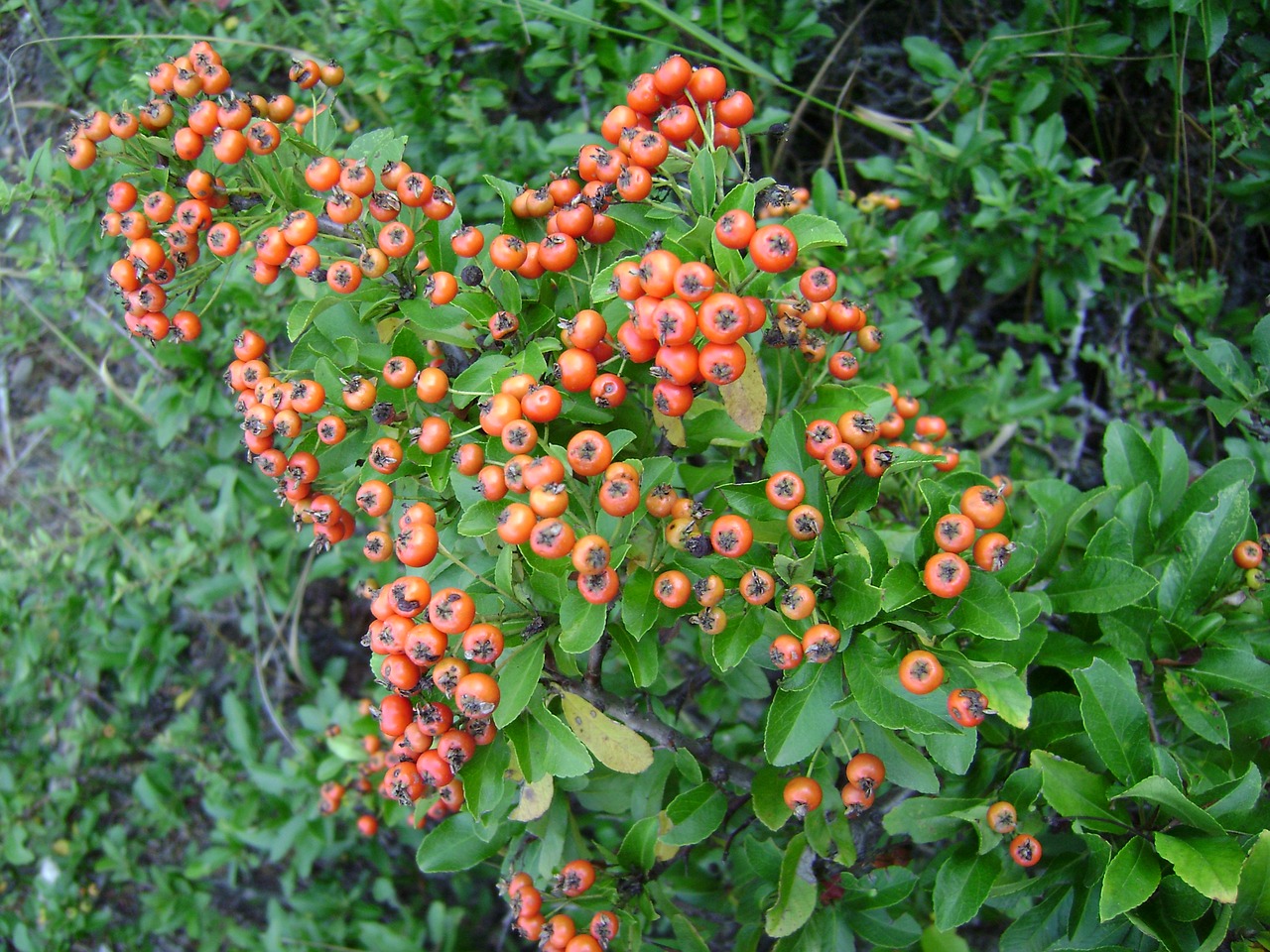 wild fruits spring nature free photo