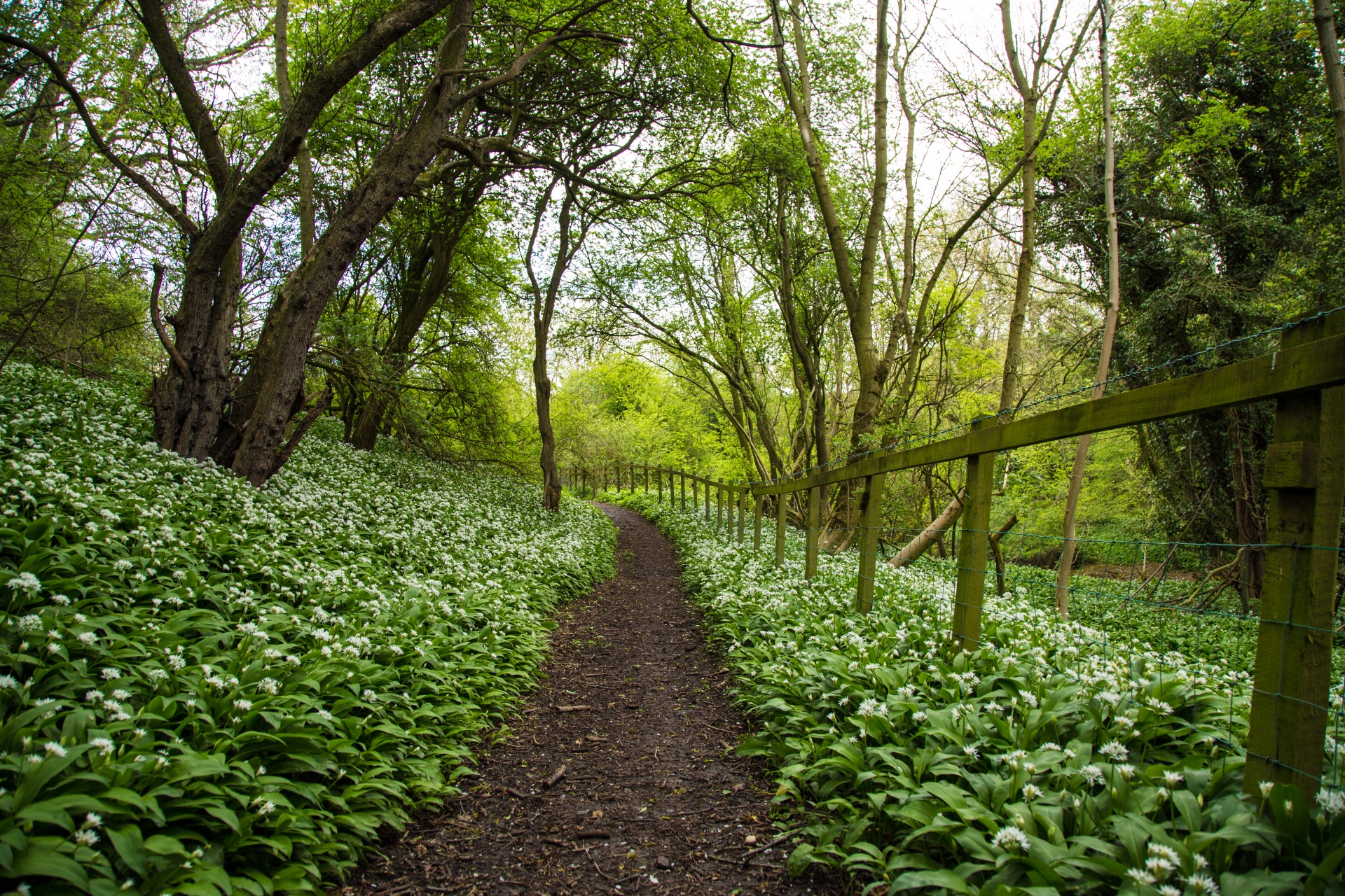 garlic wild allium free photo