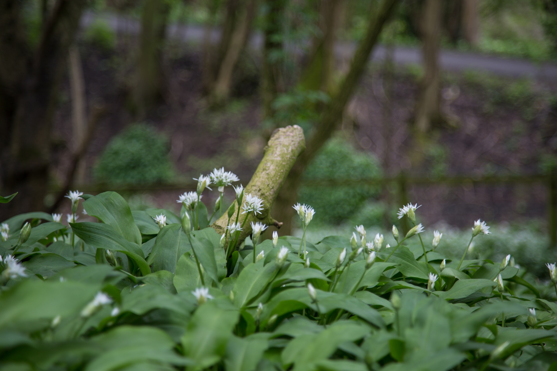 garlic wild allium free photo