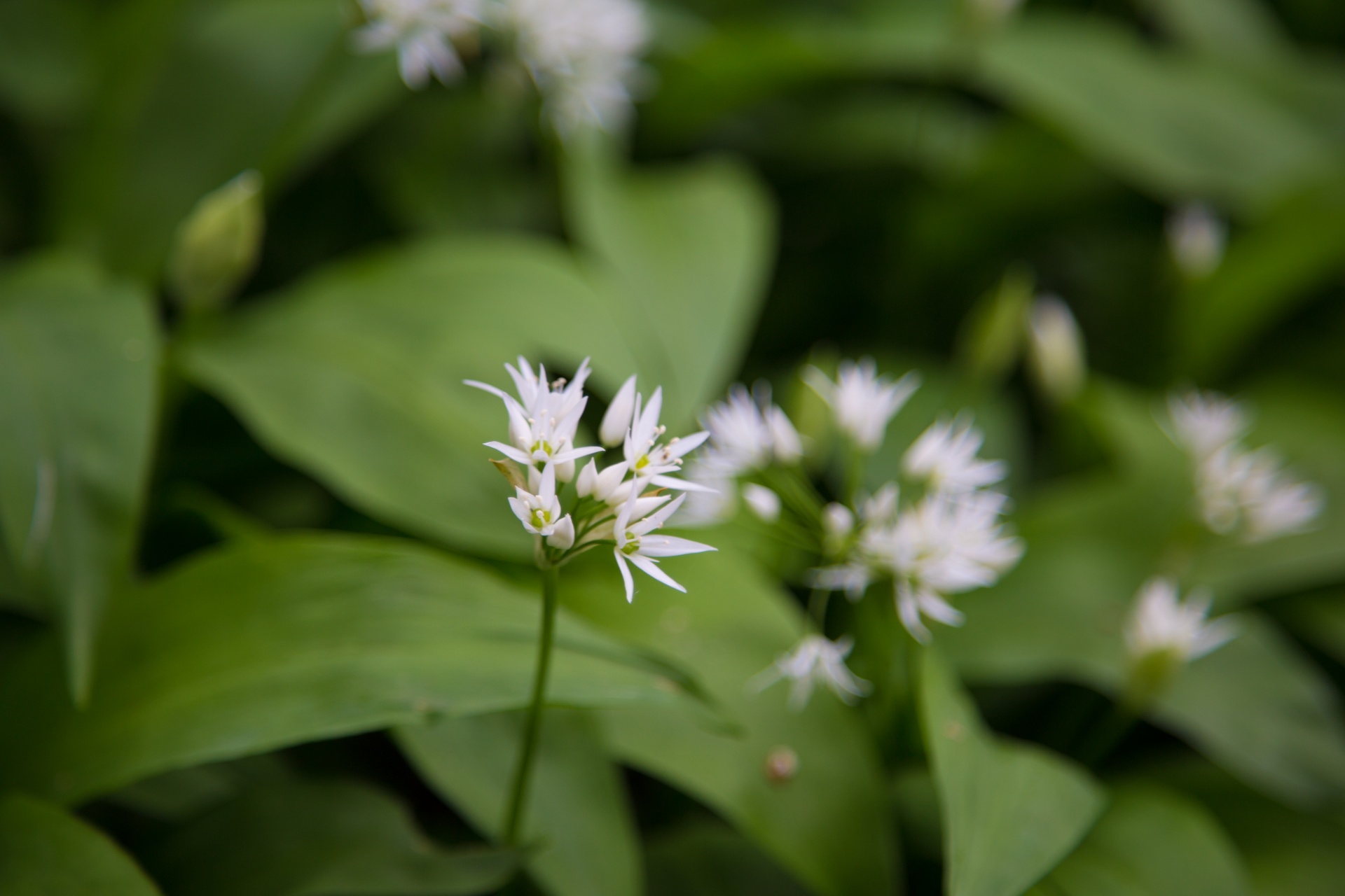 garlic wild allium free photo