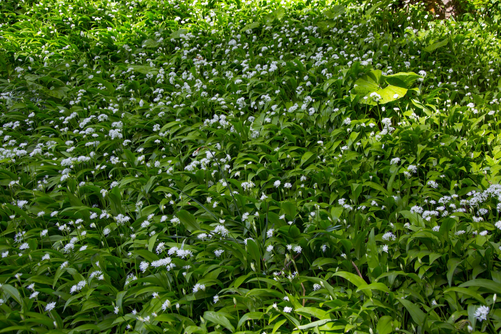 garlic wild allium free photo