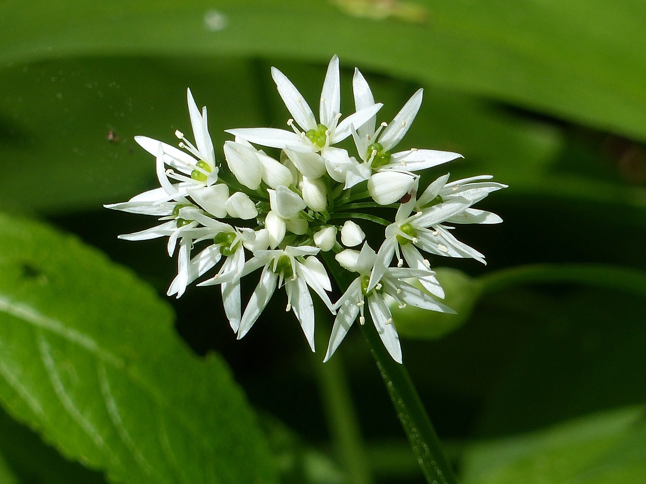 wild garlic nature colors free photo