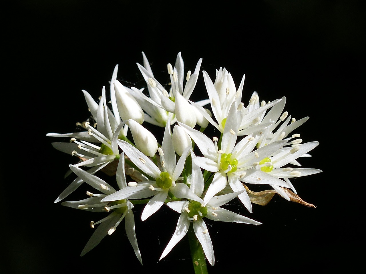 wild garlic flower spring free photo