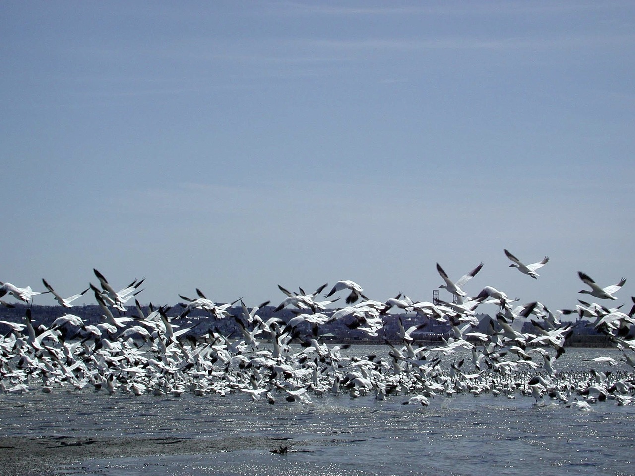 wild geese flight river free photo