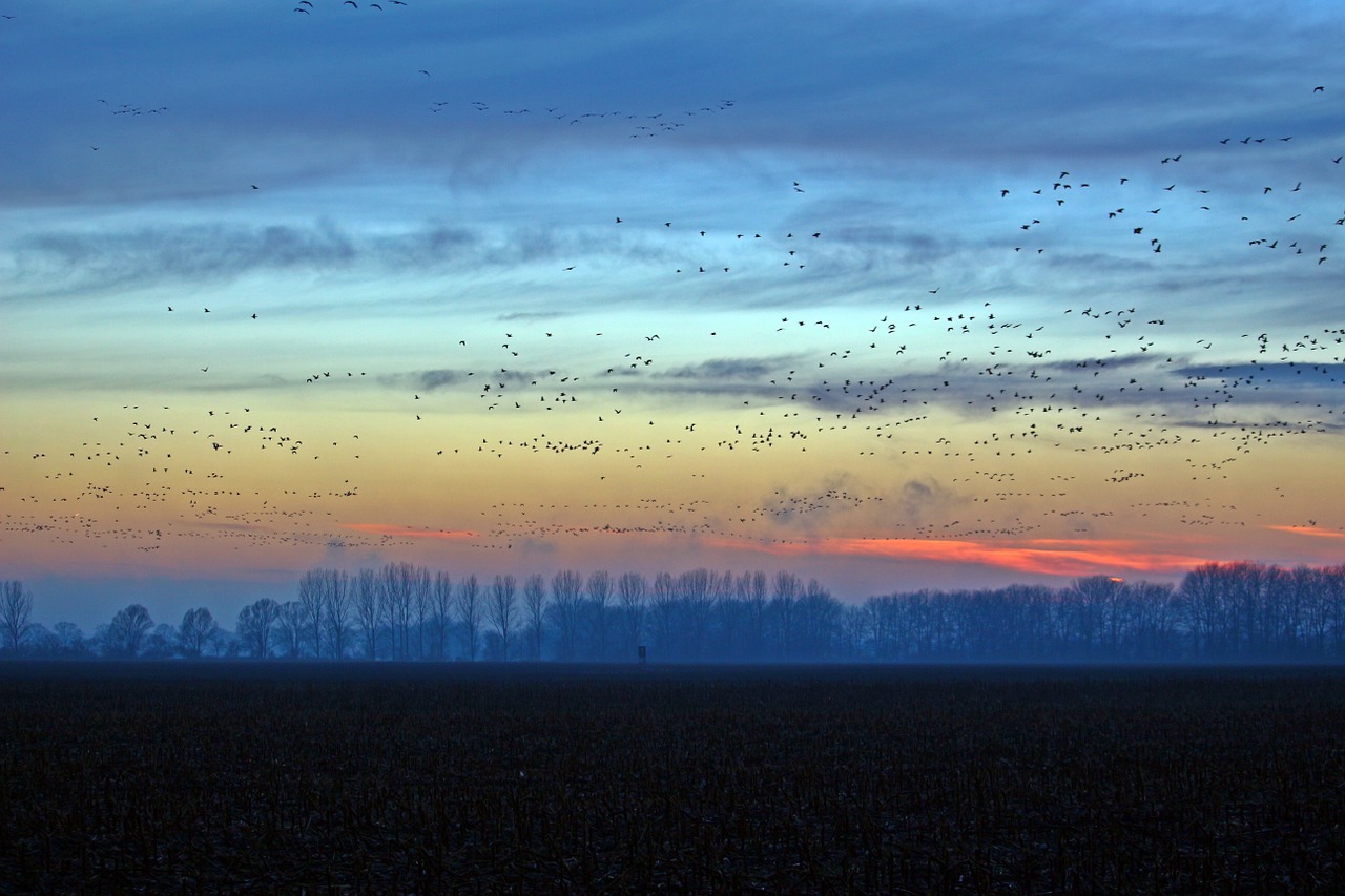 wild geese evening sky nature free photo