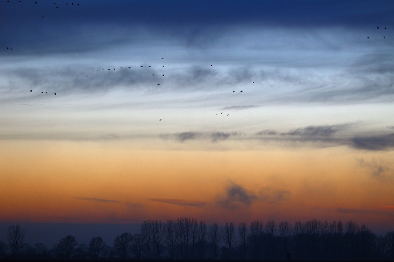 wild geese evening sky nature free photo