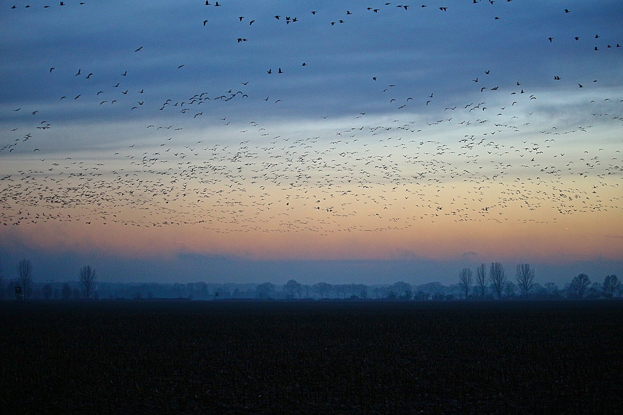 wild geese evening sky nature free photo