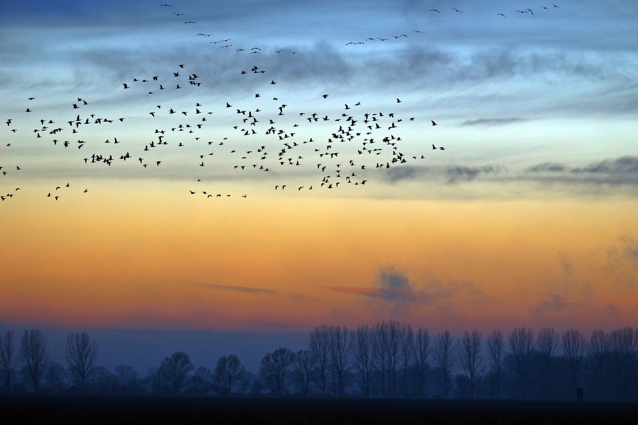 wild geese evening sky nature free photo