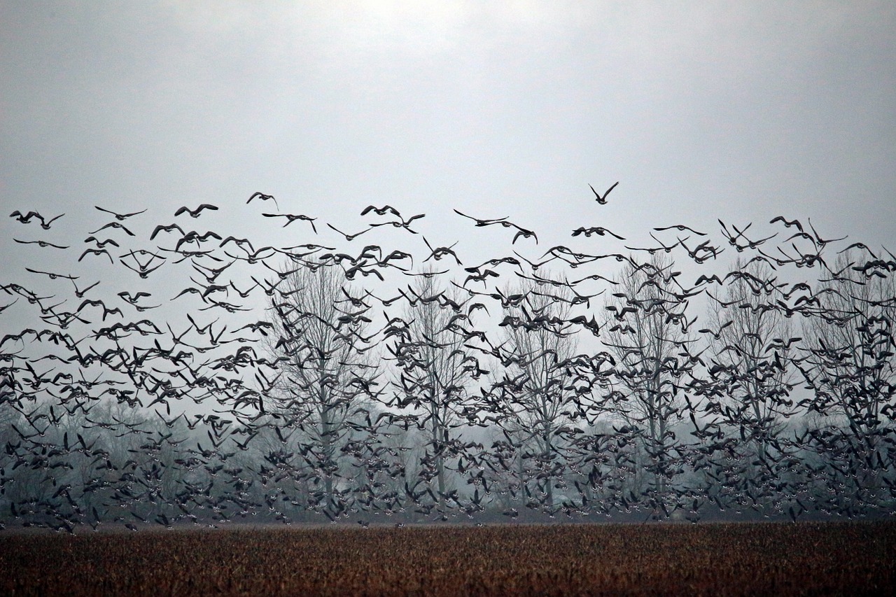 wild geese birds goose free photo