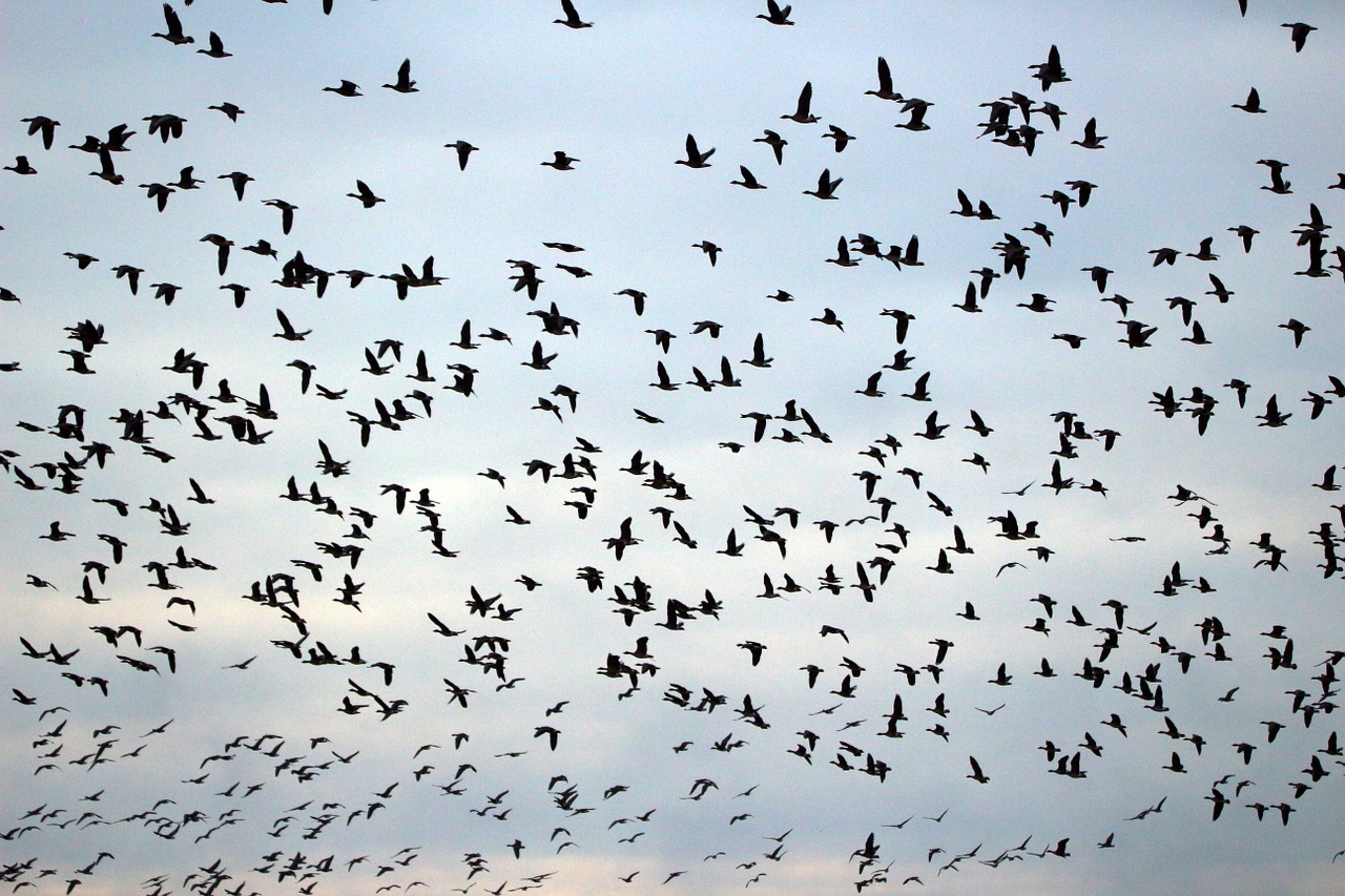 wild geese flock of birds migratory bird free photo