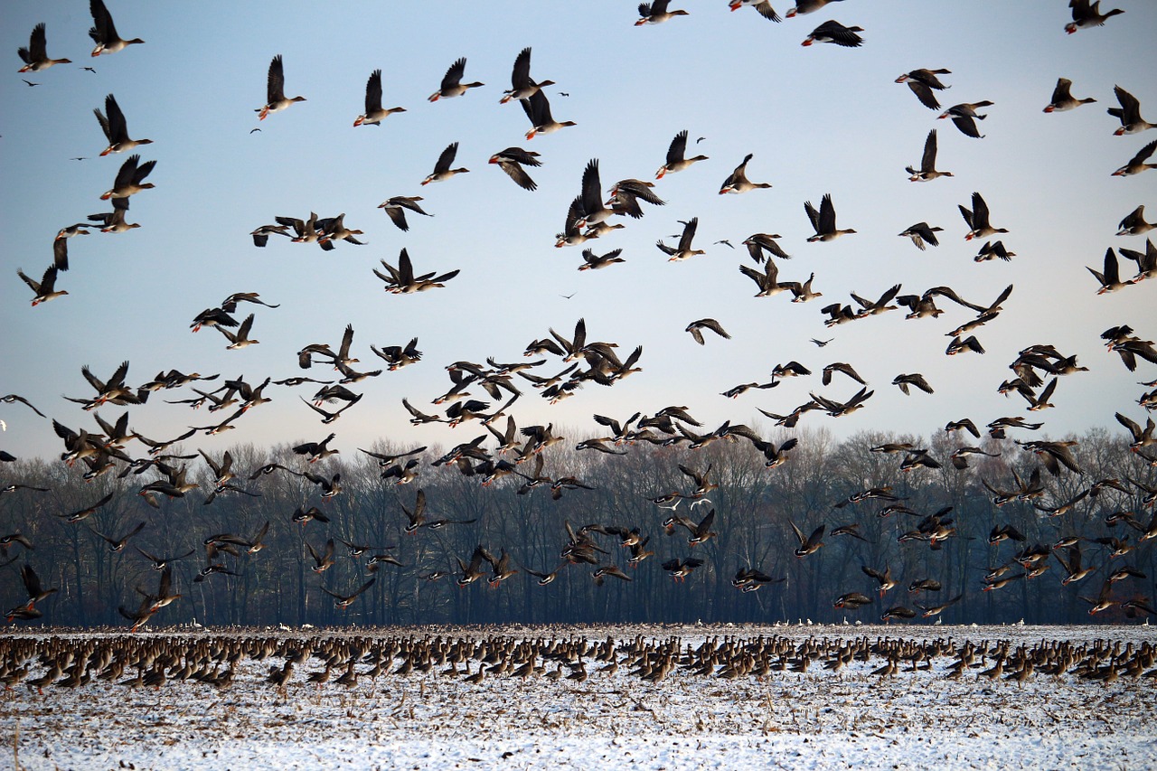 wild geese flock of birds winter free photo