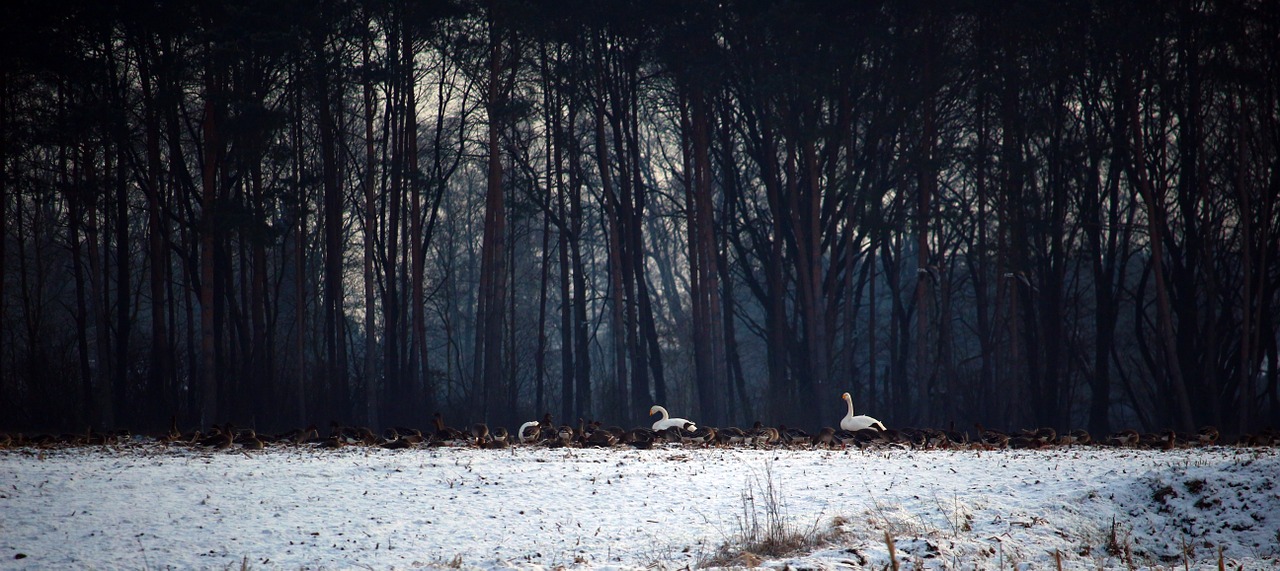 wild geese swans whooper swan free photo