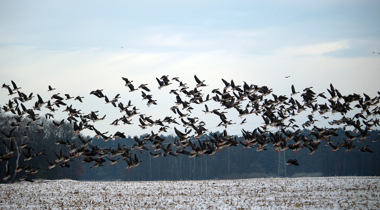 wild geese flock of birds winter free photo