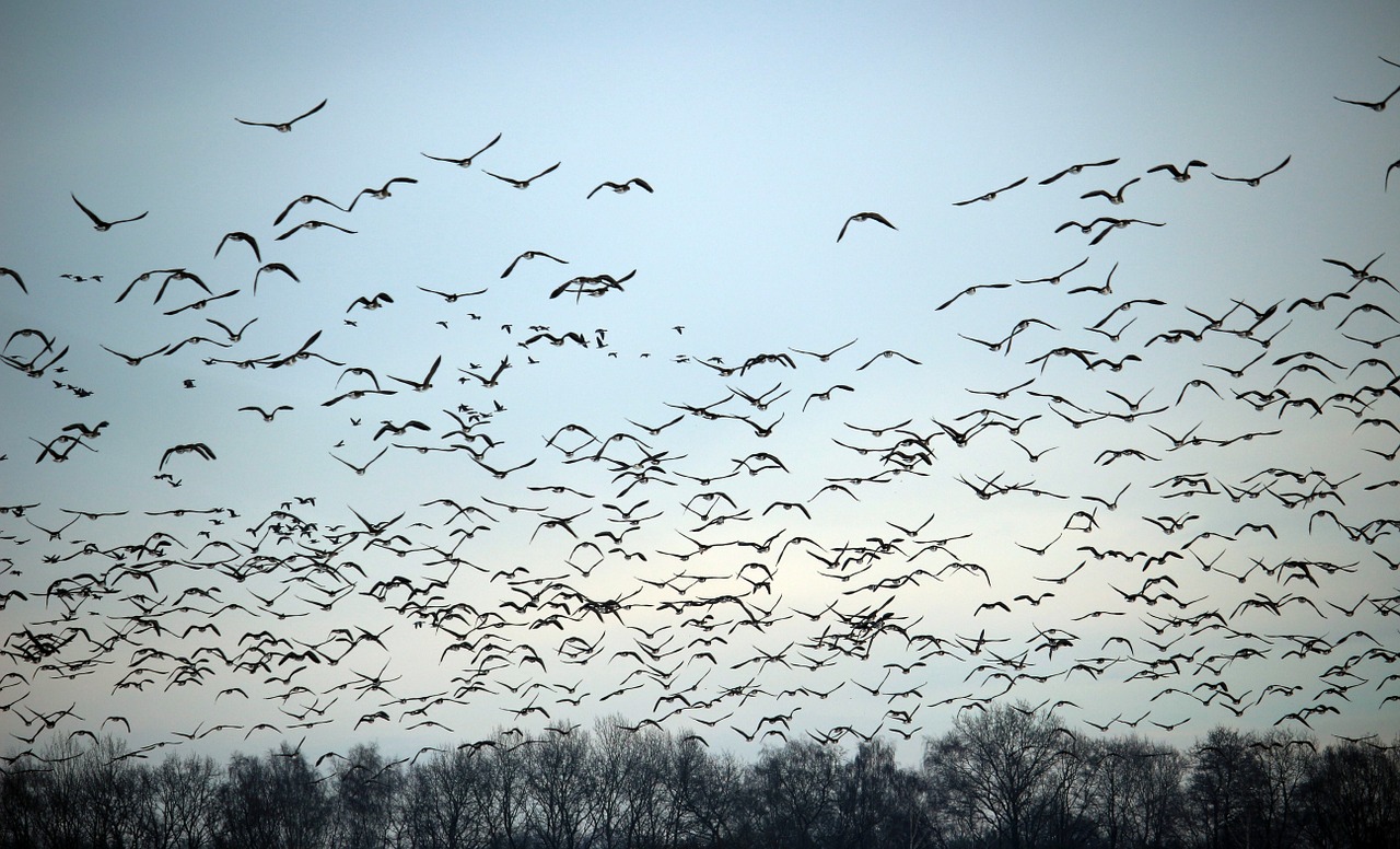 wild geese flock of birds winter free photo