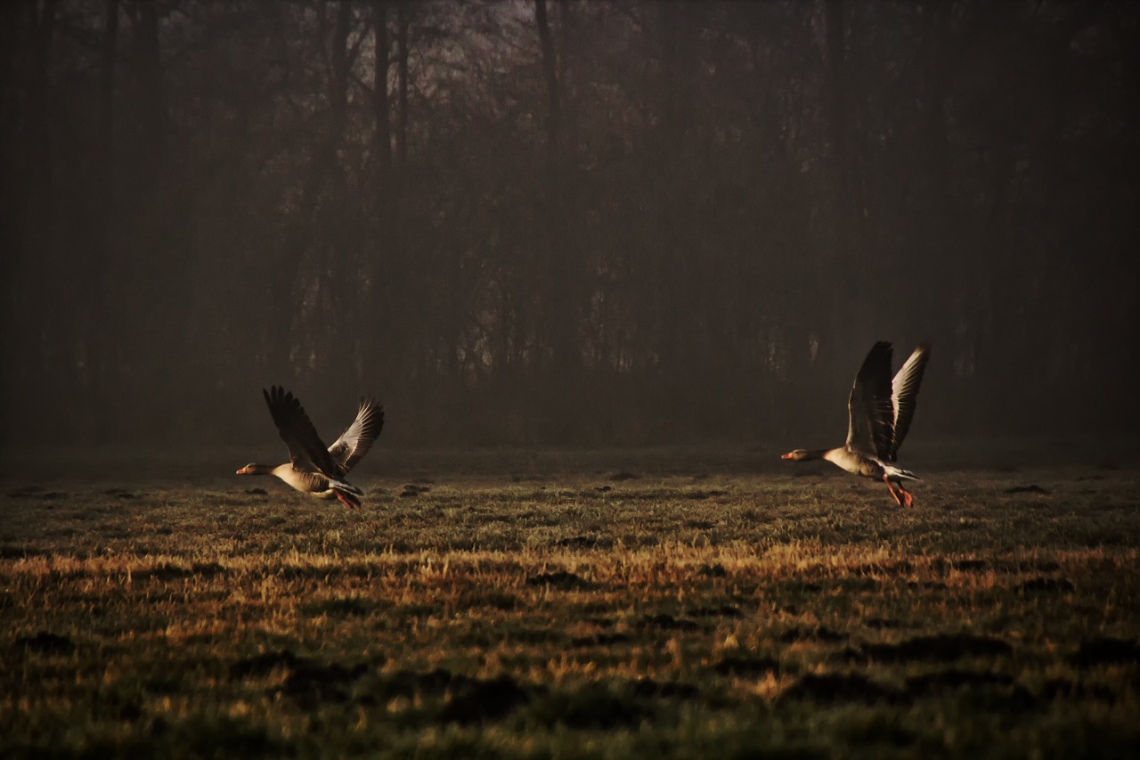 wild geese nature departure free photo