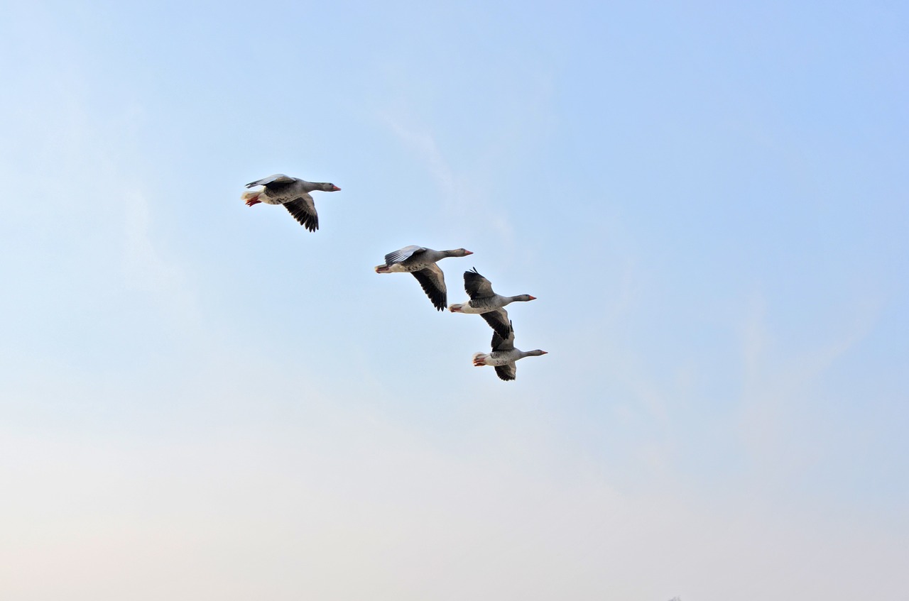 wild geese birds migratory birds free photo