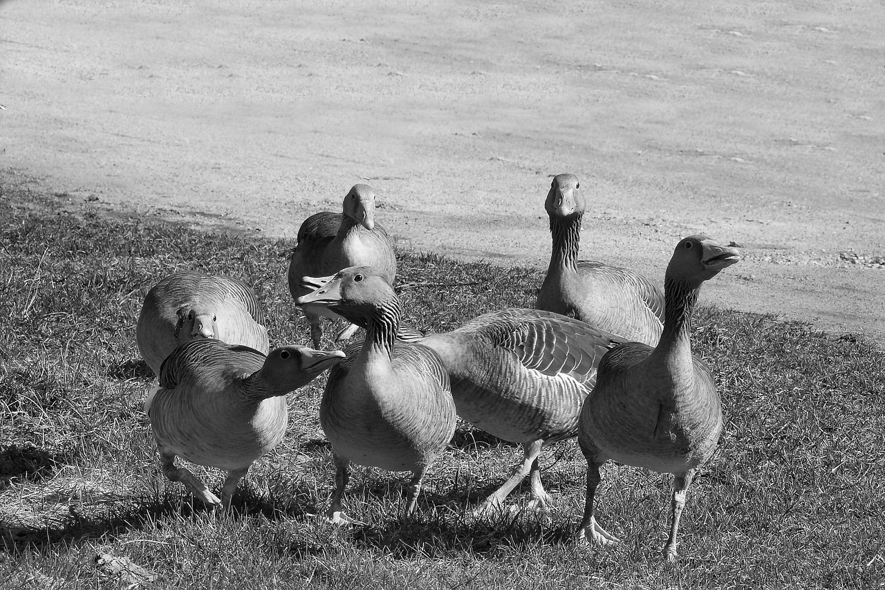 wild geese grey geese poultry free photo