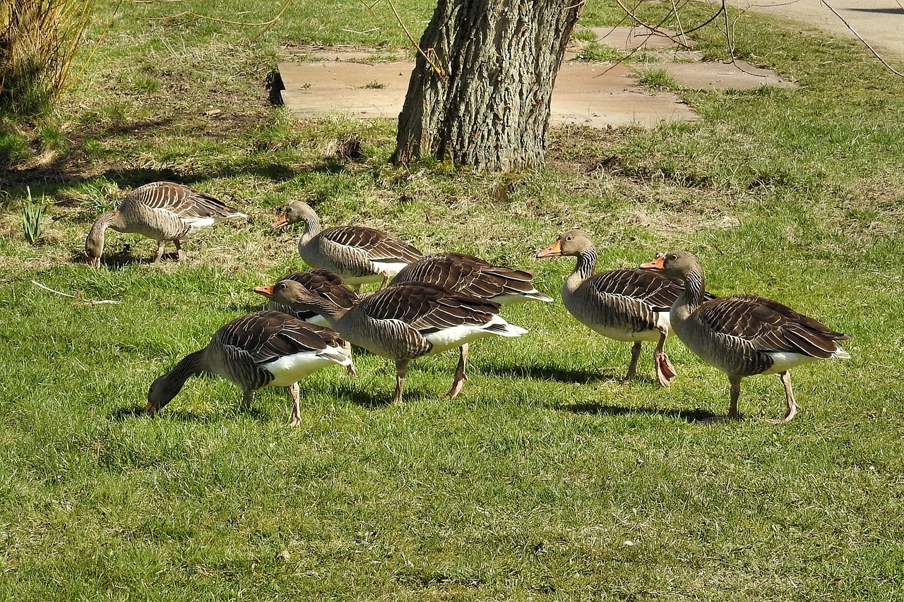 wild geese grey geese geese free photo