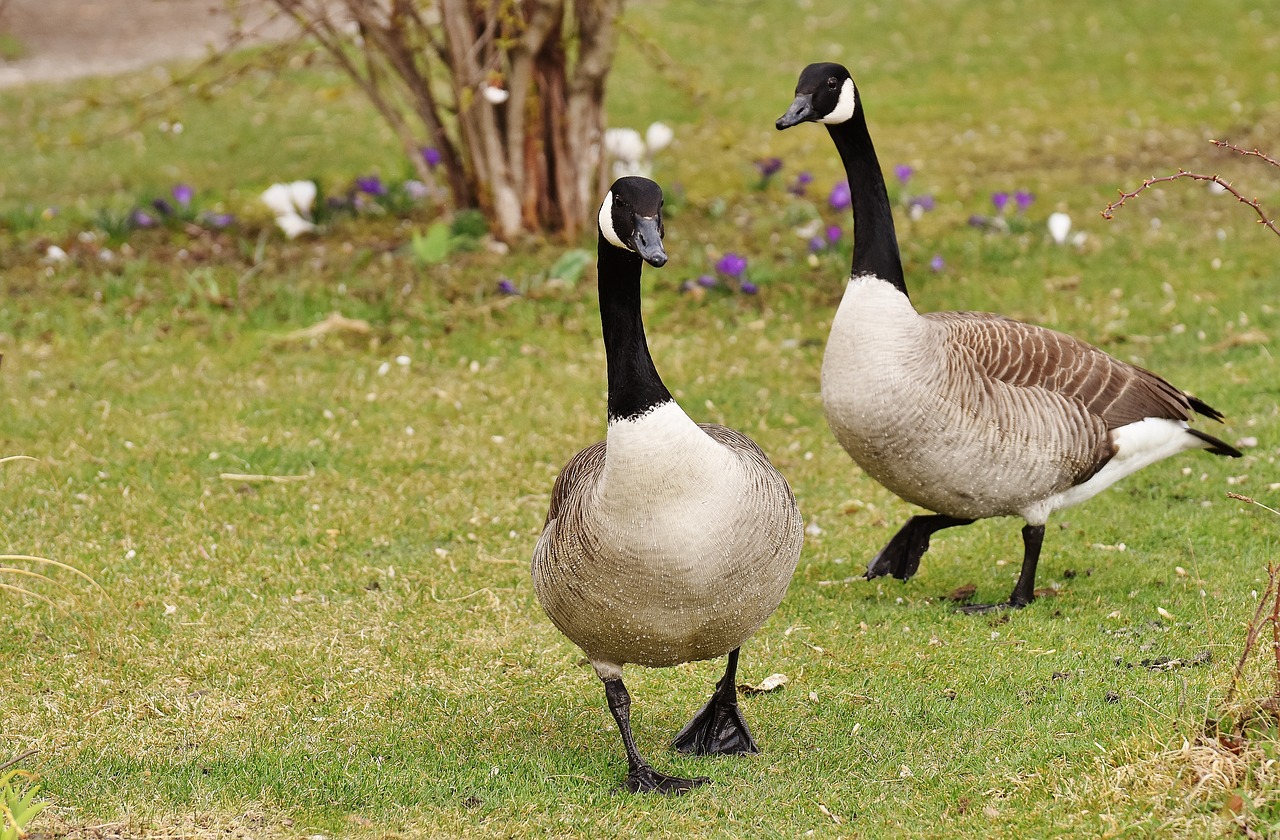 wild geese poultry pair free photo