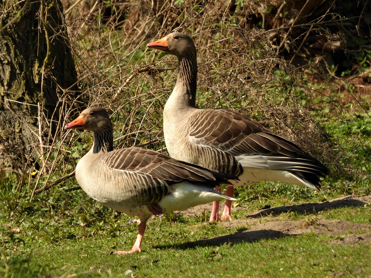 wild geese goose bird free photo