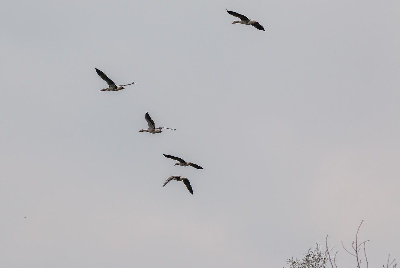 wild geese goose geese free photo