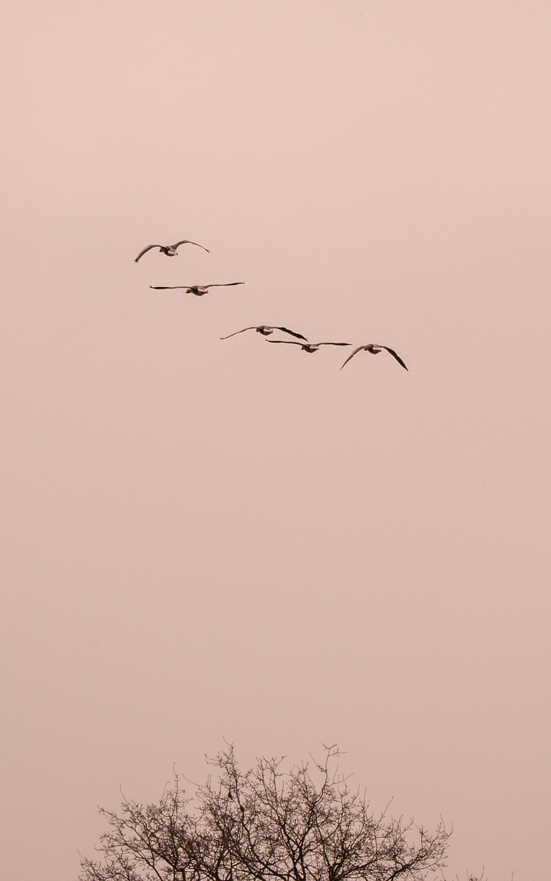 wild geese goose geese free photo