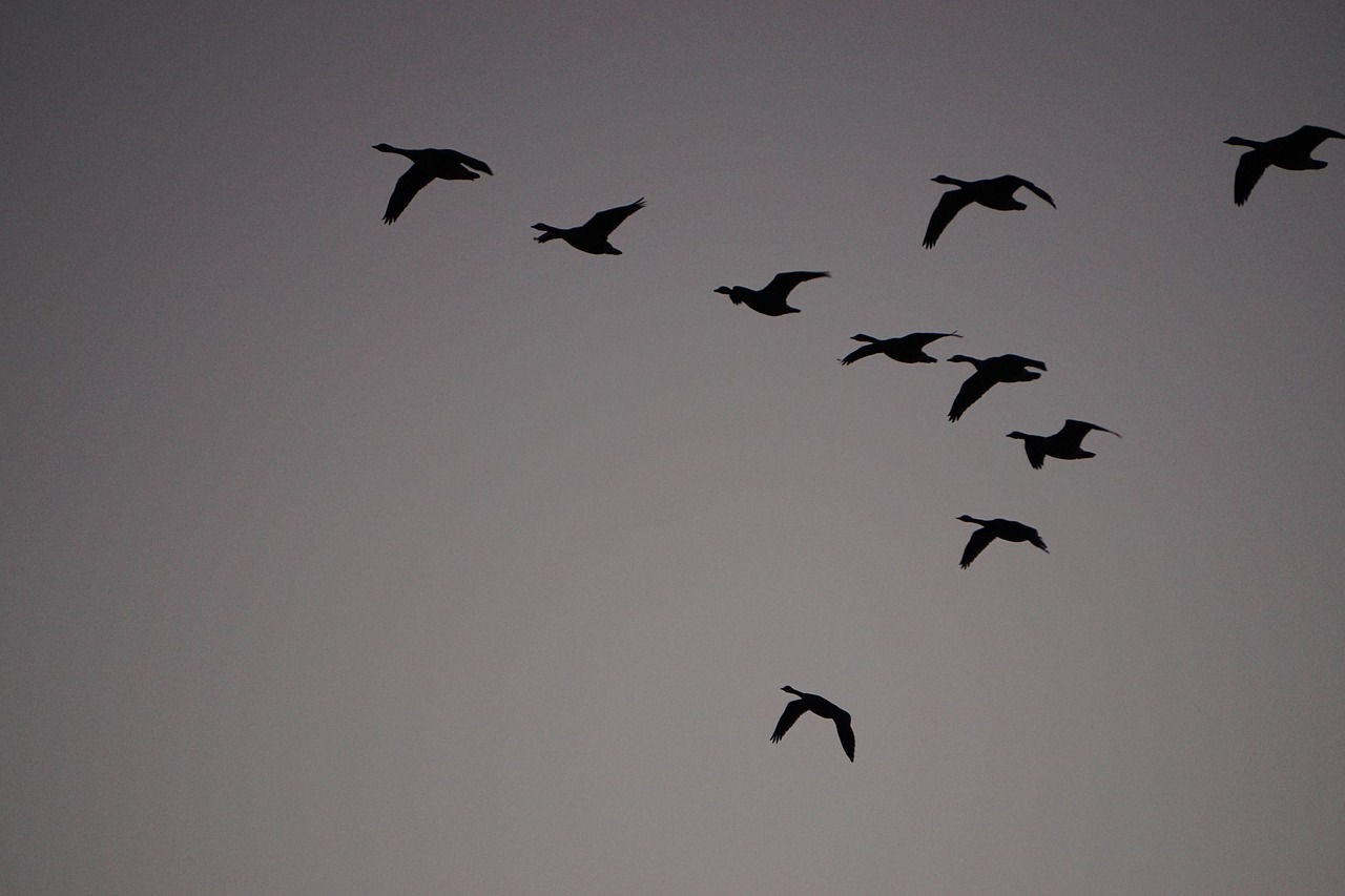 wild geese sky fly free photo