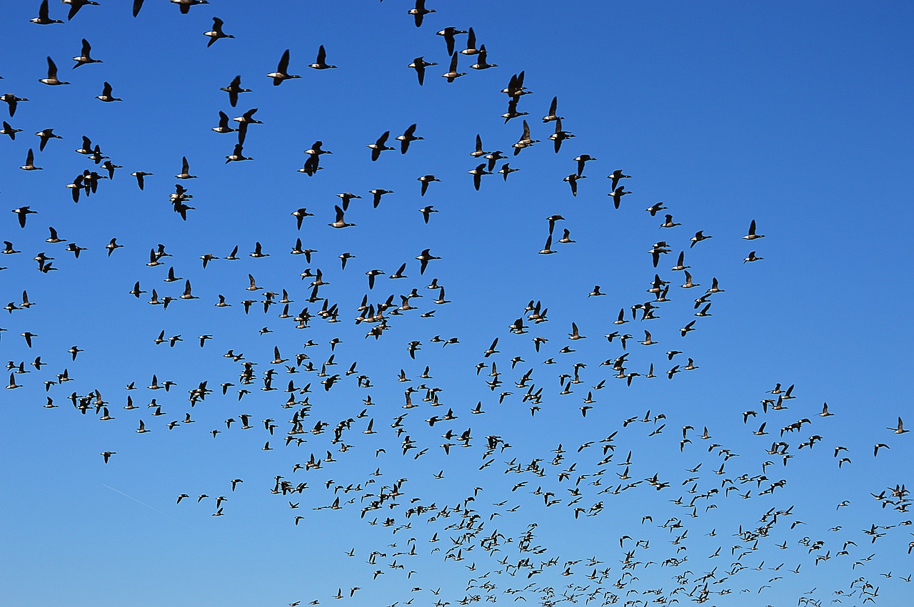 wild geese flight swarm free photo